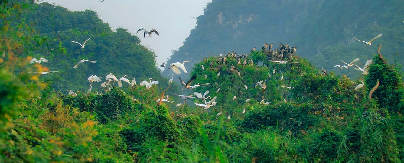 Ninh Binh Tour 2 Days 1 Night: Hoa Lu - Tam Coc - Mua Cave - Bich Dong- Thai Vi - Thung Nham